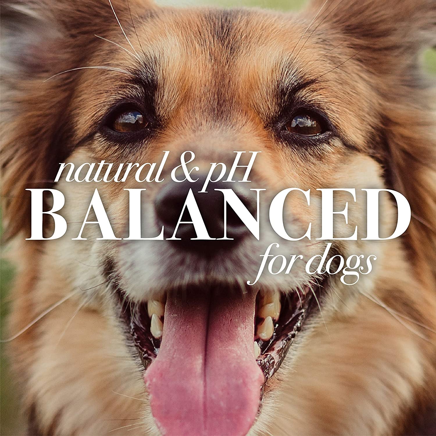 Naturally Derived Skin Soothing Honey Shampoo for Dogs - Gentle Formula for All Breeds & Puppies - Perfect for Dry & Sensitive Skin - Made in the USA, 16 Oz