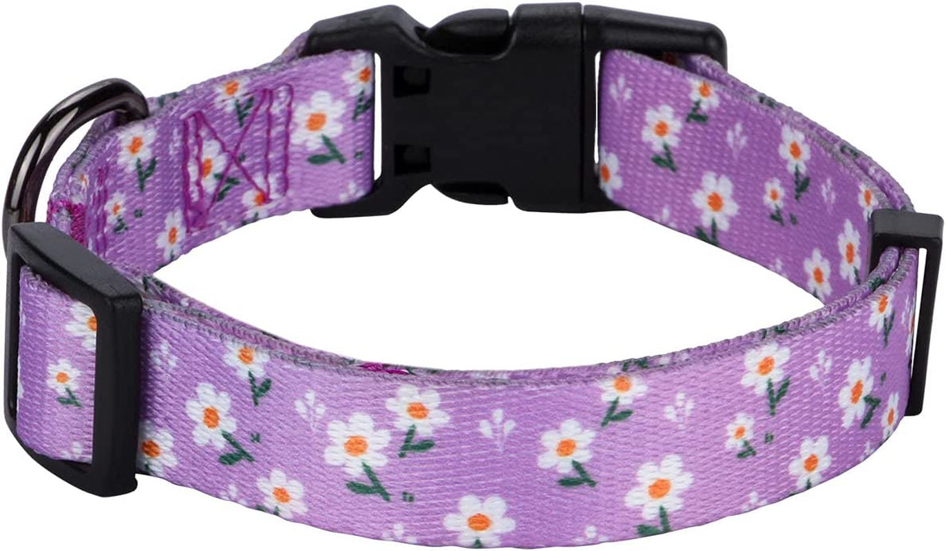 Chic Purple Daisy Floral Dog Collar for Small Dogs